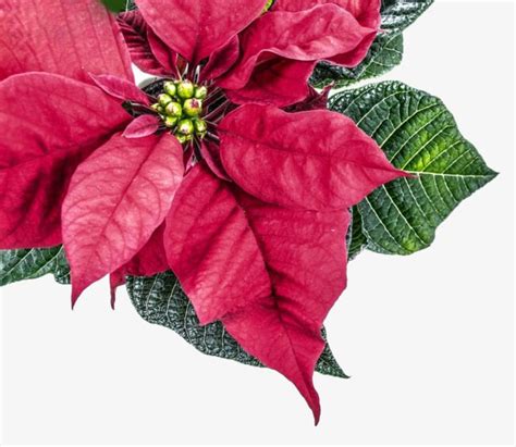 Are cats allergic to poinsettia flowers. Christmas Poinsettia, Christmas, Poinsettia, Flowers PNG ...