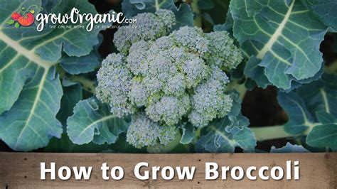 How To Grow Broccoli Organic Gardening Videos Grow Organic