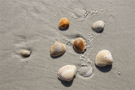 30000 Sea Shells Pictures Download Free Images On Unsplash