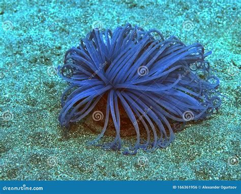 Sea Anemone Stock Photo Image Of Anemone Animal Coral 166361956