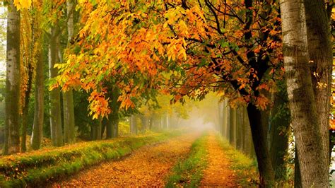 Dirt Road In Autumn Image Abyss