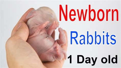 Newborn Baby Bunnies 1 Day Old Rabbits Baby Newborn Rabbits Youtube
