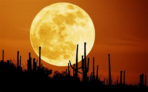 983607 Red Moon Desert Sunset Cactus Rare Gallery Hd Wallpapers