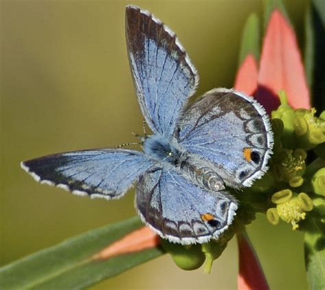 The Miami Blue Butterfly Here For Now By Fiorella Ruiz Medium