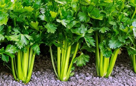 How To Grow Your Own Crunchy Celery Rodales Organic Life