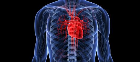 10 Fascinating Facts About The Human Heart