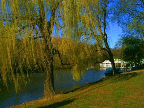 Weeping Willow Tree Pictures Weeping Willow Tree
