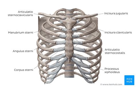 This is an important landmark, as the second costal cartilage is attached to it laterally, and. Thorax - Aufbau, Organe, Strukturen & Gefäße | Kenhub