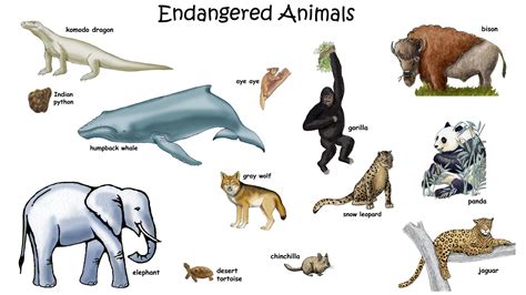 Endangered Animals Chart For Kids