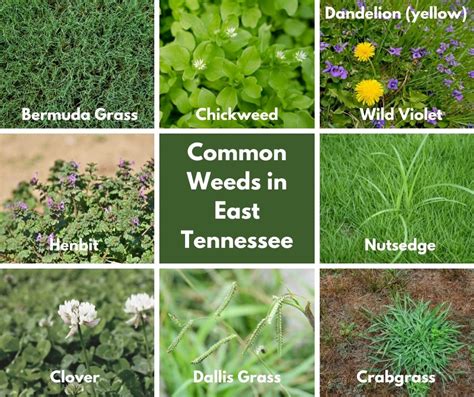 Common East Tn Lawn And Landscape Weeds Evergreen Of Colonial Heights