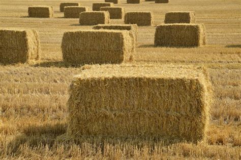 5 Reasons Square Bales Are Perfect For Small Farms