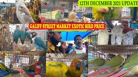Recent All Exotic Bird Price Galiff Street Pet Market Kolkata West
