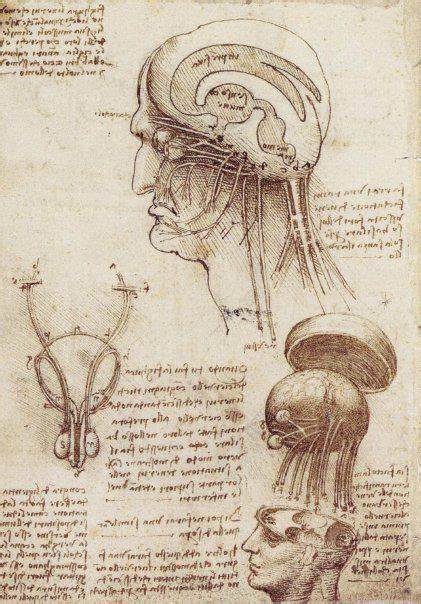 Leonardo Da Vinci Drawings Antique Art Prints Drawings Sketches