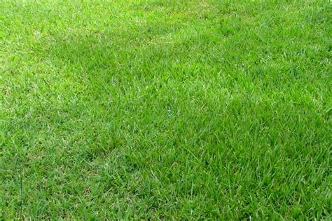 Best Drought Resistant Grass For Utah