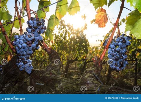 Vineyards And Grape Vine At Sunset Stock Image Image Of Background