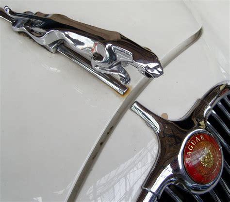 The jaguar logo is featured on the hood of most jaguar models. History of All Logos: All Jaguar Logos