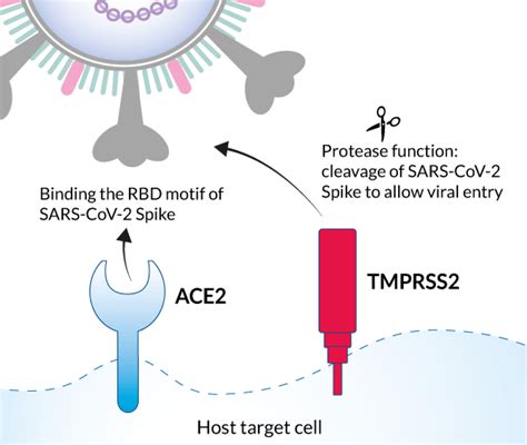Ace Tmprss Sars Cov Plasmids Invivogen