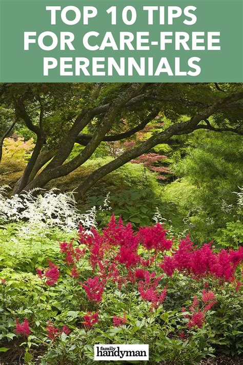 What does topdressing mean in terms of gardening? Pin on The Backyard & Garden