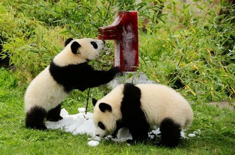 Berlin Zoos Twin Pandas Celebrate First Birthday Unian Photoreport