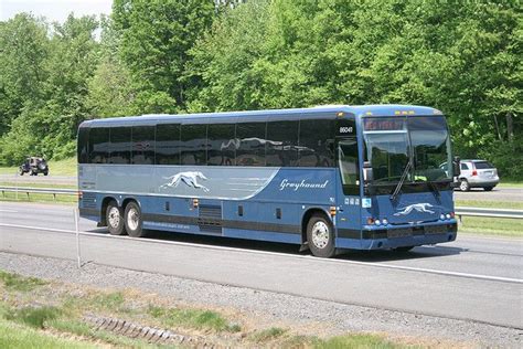 153153 Greyhound Bus 86041 Albany Ny Thruway Photos New Dogs In Town