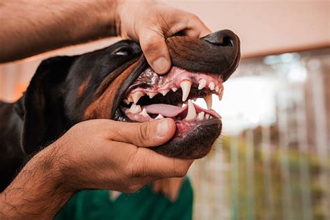 400 Doberman Teeth Stock Photos Pictures And Royalty Free Images Istock