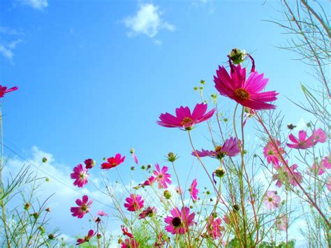 Free Download Beautiful Flowers In Sky Background