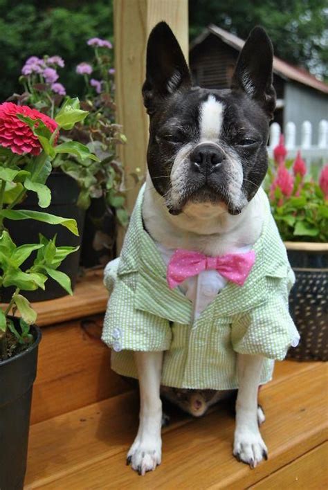 All Dressed Up Boston Terrier And Doesnt He Look Happy