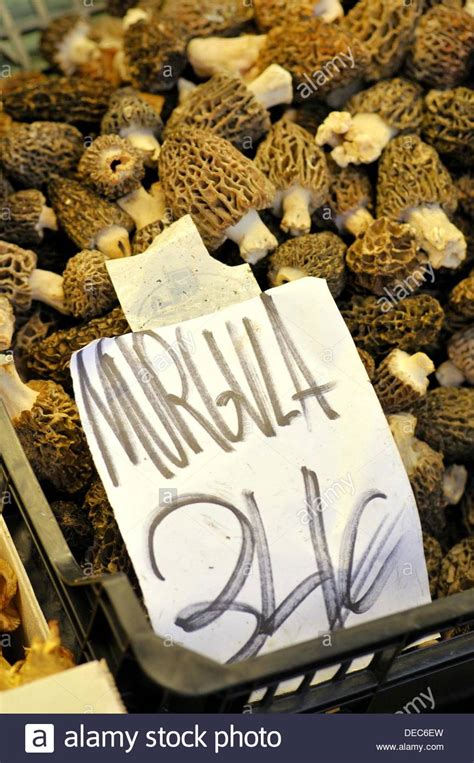 Morchella Vulgaris High Resolution Stock Photography and Images - Alamy