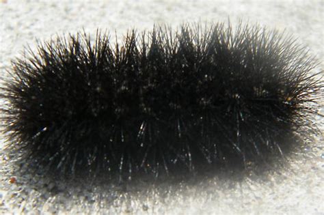 Black Hairy Caterpillar What Kind Is It And Is It Poisonous