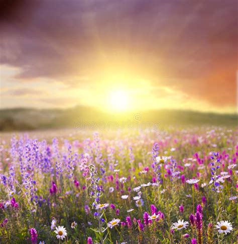 Sunset Over A Flower Field Stock Image Image Of Bright Green 13112647