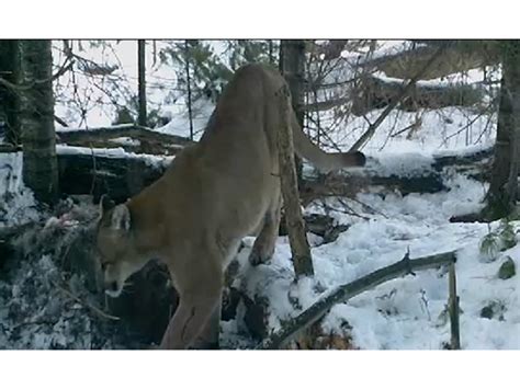 Watch Wildlife Officials Confirm Endangered Cougar Sighting Fenton