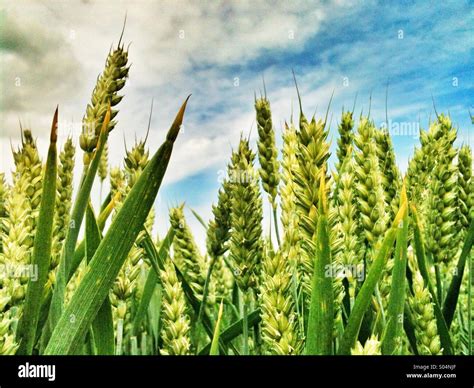 Cereal Crop Growing In June Uk Stock Photo Alamy