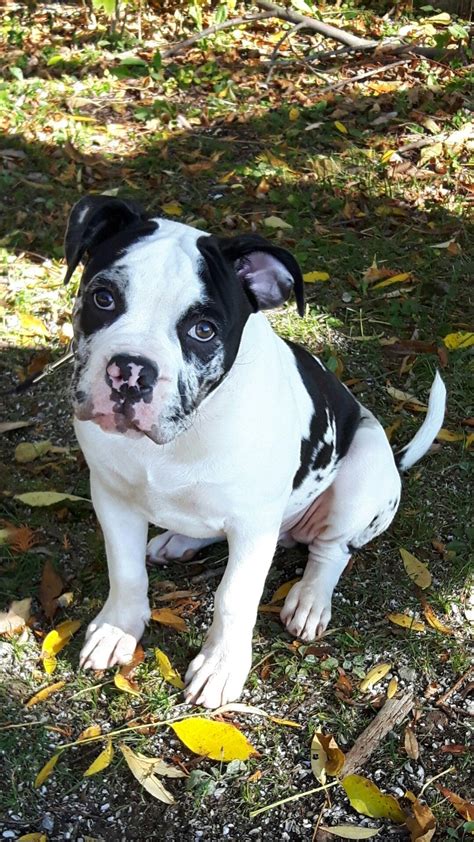Found 28 alapaha blue blood bulldog pets and animals ads from everywhere. Alapaha Blue Blood Bulldog Puppies - Wayang Pets
