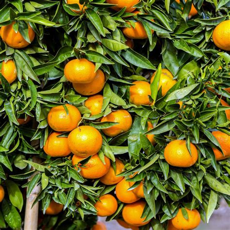 Cottage Farms Direct - Fruit - 'Clementine' Orange - 2pc