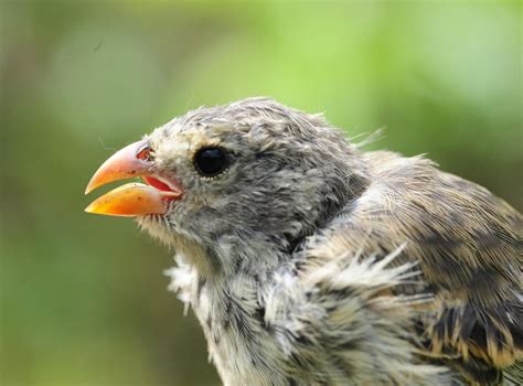 Unique Love Song Of Galapagos Finches Dying Out Because Of Parasites