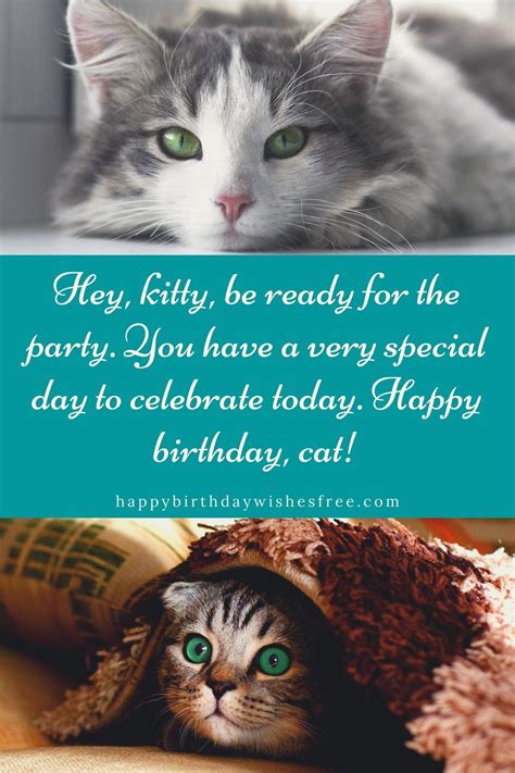 Best Birthday Wishes for Cats | Best birthday wishes, Happy birthday wishes, Birthday wishes