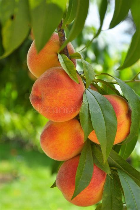 On The Tree Branch Ripe Peach Fruits Stock Image Image Of Agriculture