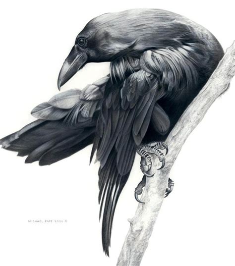 Raven Art Of Michael Pape Aves Noir Crows And Ravens