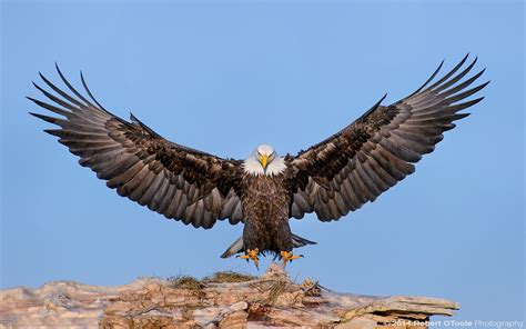 The Rebirth Of The Eagle Bald Eagle Eagle Eagles