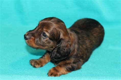Dachshund puppy is chocolate & tan with minimum piebald markings & green eyes. AKC miniature dachshund puppies for sale - Texas Country ...