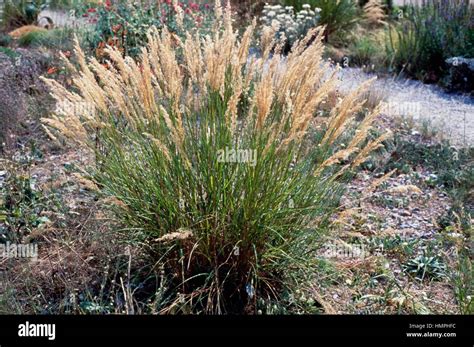 Silver Spike Grass Achnatherum Calamagrostis Poaceae Stock Photo Alamy