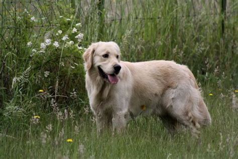 Occasionally we may have smaller puppies maturing at closer to 18 pounds and. Brew - Northwest Goldens, Breeder of Golden Retrievers