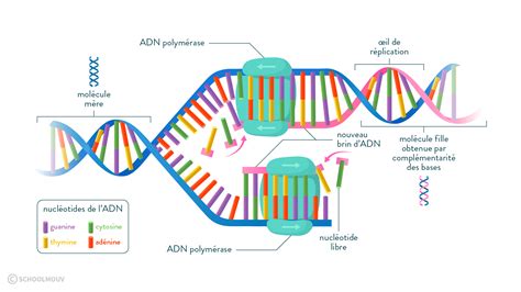 La réplication de l'ADN : Fiche de cours - SVT | SchoolMouv