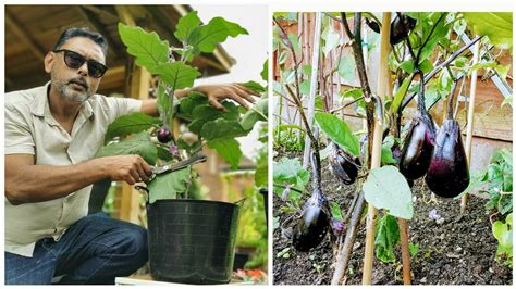 How To Prune Eggplant Tips For Growing Brinjal Youtube