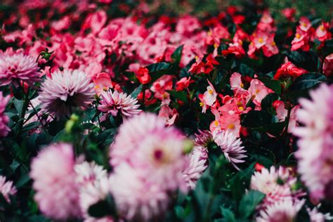 3840x2160 Wallpaper Bed Of Pink And Red Flowers Peakpx