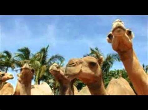 Use custom templates to tell the right story for your business. camel walk southern culture on the skids - YouTube