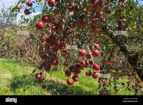 Altapass Apple Orchard In The Blue Ridge Mountains Of North Carolina