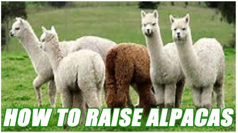How To Raise Alpacas For A Living Youtube
