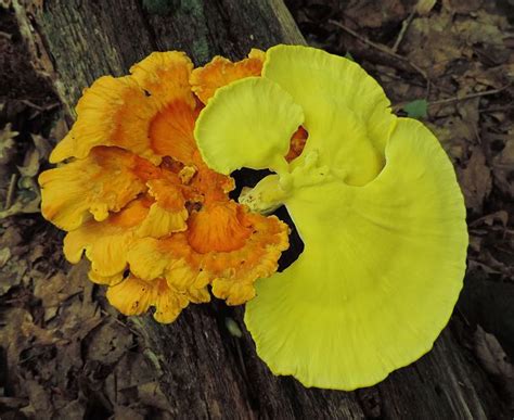 5 Easy To Identify Edible Mushrooms For The Beginning Mushroom Hunter