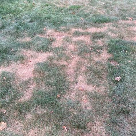 Suspicious Lawn Dry Patches Toronto Master Gardeners